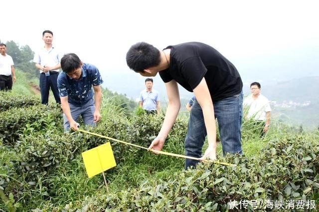  铁观音|安溪铁观音“匠人天团”诞生记