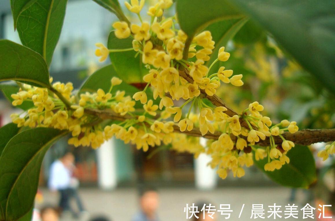 山鸟$“人闲桂花落，夜静春山空”，原来古时的春夜还有桂花飘香