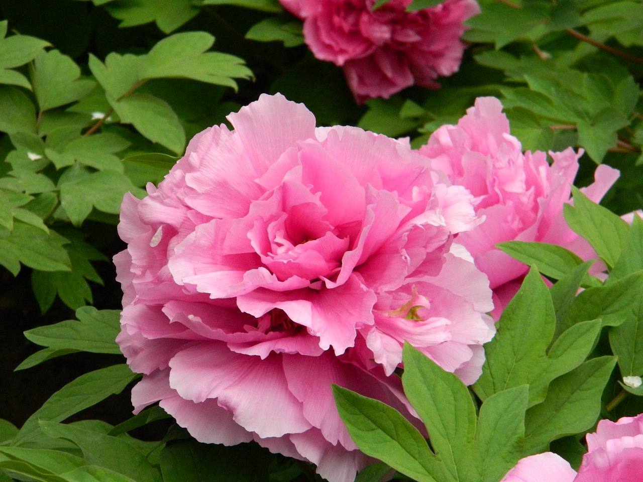 养护牡丹的“四要素”,枝繁叶茂株形好,花朵肥大花色艳丽