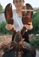 |搞笑GIF:女生喝多了什么都做的出来,她最后那几下是什么意思?