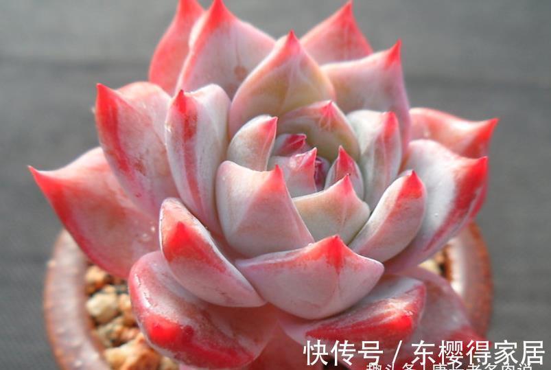 多肉蓝鸟有薄叶和厚叶之分,不过养护方式差不多,夏天度夏也不难