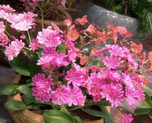 细数3种能开花的多肉，又萌又美，开花勤快，新手都能养好