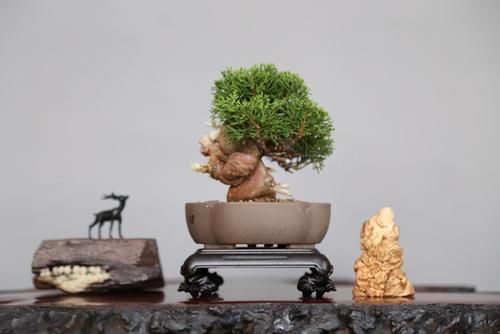 想要养好系鱼川真柏盆景，就要先了解它的生长习性，做好日常养护