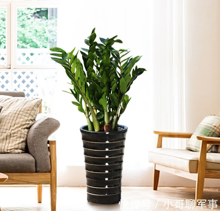 九大“健康花”,建议大家养一盆,干净漂亮又吉祥