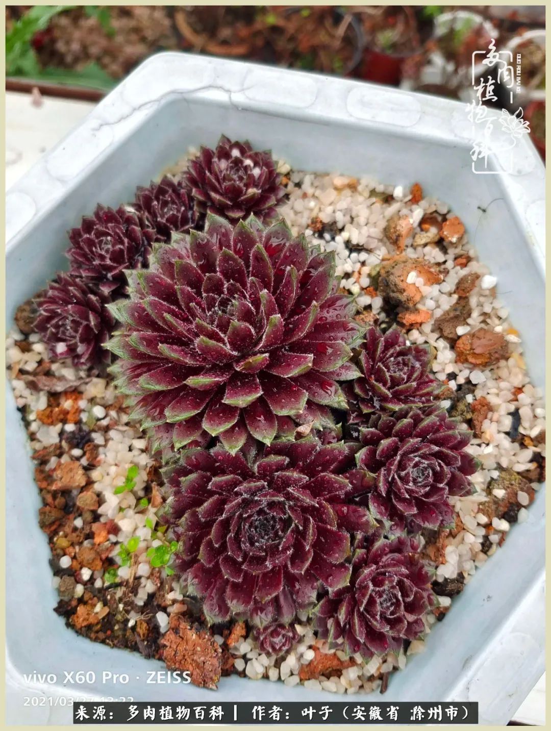 多肉相伴的美好时光，对多肉已是痴迷入骨！