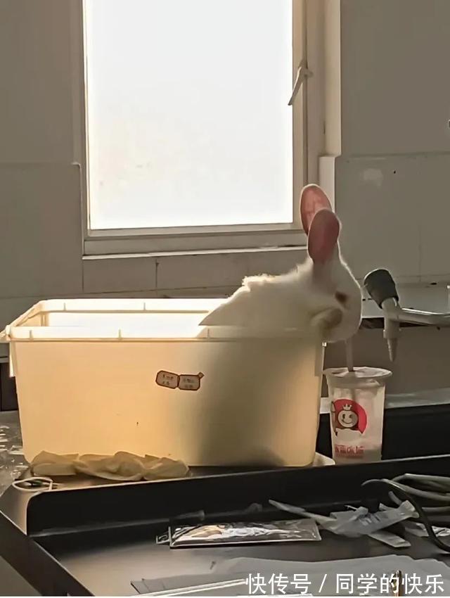 |翻开前信誓旦旦:这一定是米奇 冷段子2023