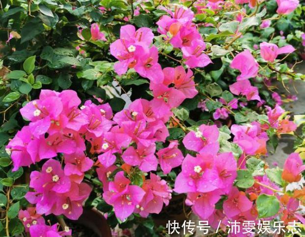 一年四季|修剪三角梅,记住“3字口诀”,侧芽多,花苞多,开花爆盆很简单