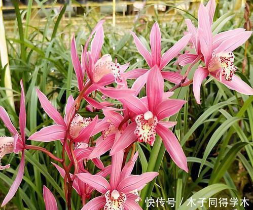 清香|兰花有“3喜”,满足了根壮叶绿开花美,清香小半年