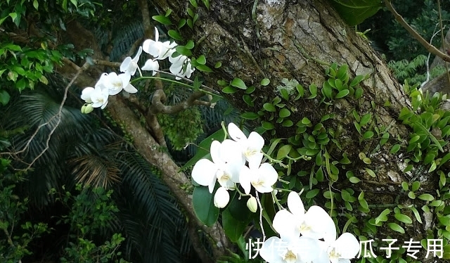 做对了这几件事,蝴蝶兰能养100年