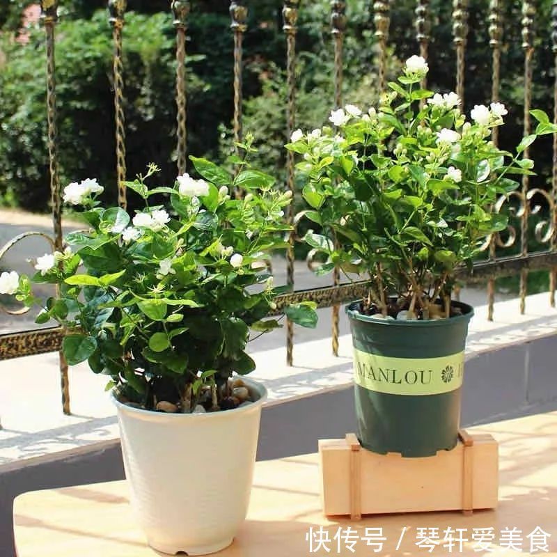 老中医最喜欢的五种花，家里养一盆，越养身体越健康，你家养了吗