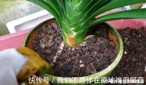 君子兰生长静止了,来几杯“唤醒水”,叶子窜得快花箭冒出来!