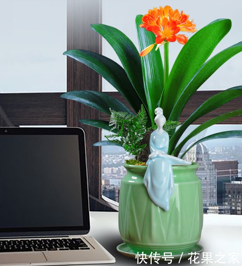 想养|要想养“君子兰”发芽快、年年开花、花期长,四个关键点!