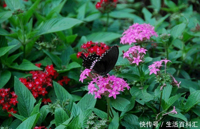 在家浇花，别再用什么淘米水了，直接用“它”浇，比花肥还好用