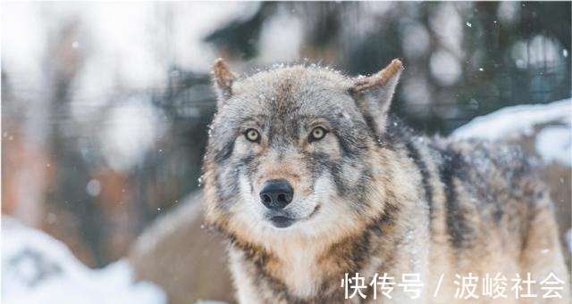 强者$狼道:成大事的人,往往有8种强者思维,早知道早受益