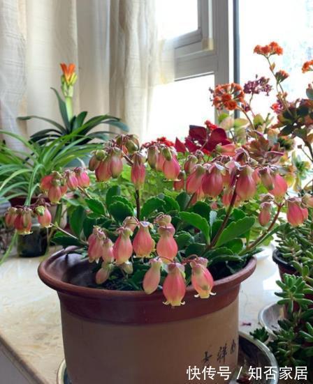 菲菲|3种高颜值长寿花,每一种都让人爱不释手,皮实好养易爆花