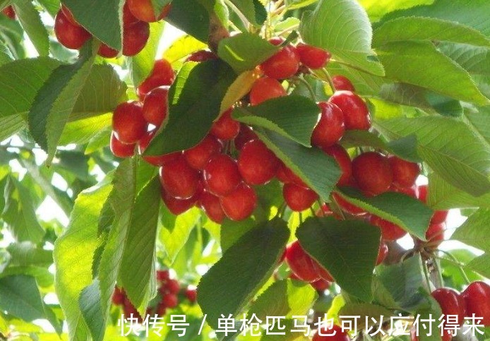 水果|营养师糖尿病人吃水果有技巧，吃对了稳定血糖，预防并发症