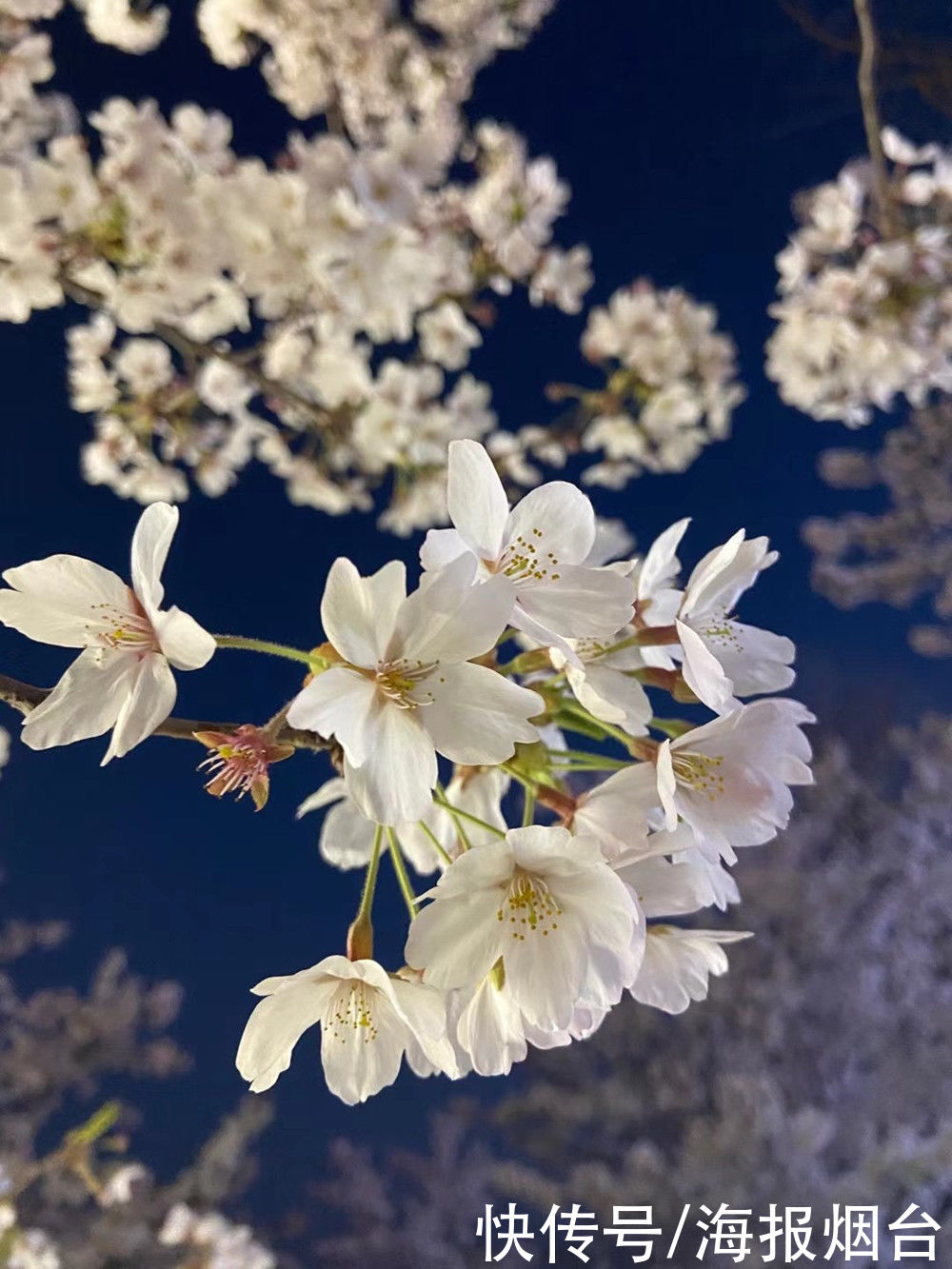 正是樱花浪漫时！烟台这儿的樱花大道美出圈了