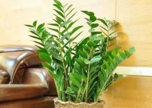 半阴通风|4种花高贵优雅，看了就让人沉醉，浇点水就呼呼长，开花满盆！