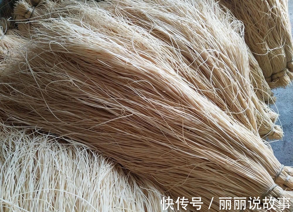 野草|农村水边一种野草,过去用它做蜡烛芯,如今当药材种植百元一斤