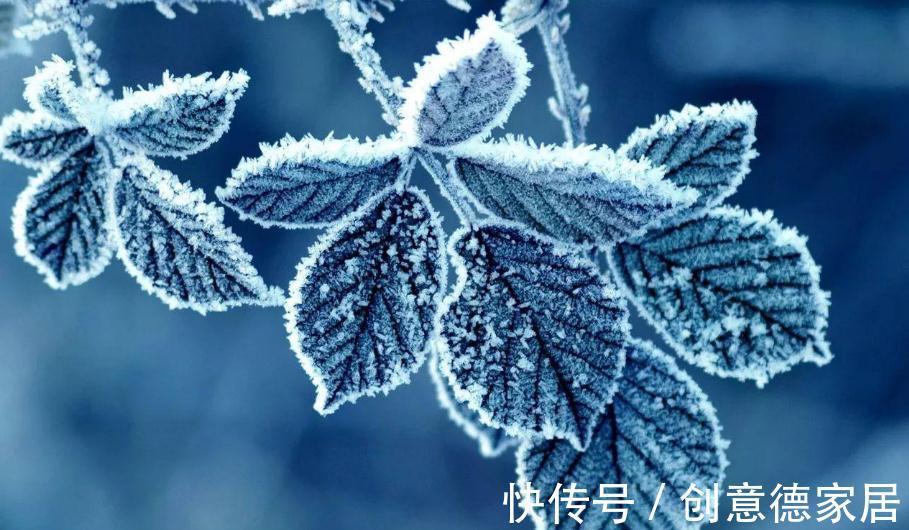 秋季|本周“霜降”,记得吃“3宝”,喝“3水”,准备温暖过冬