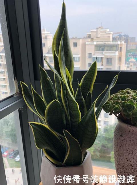 5步养出挺拔油绿的虎皮兰，1年能把花盆挤爆，小芽蹭蹭冒