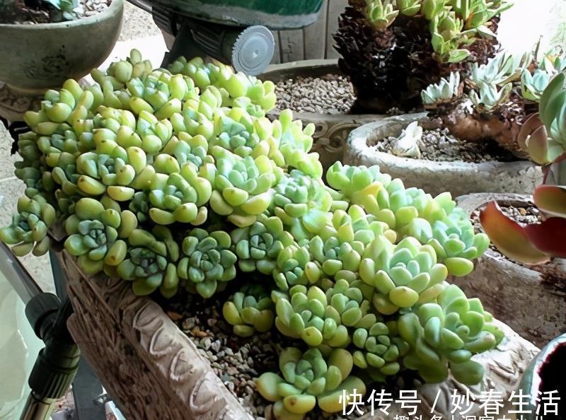 这“三多肉”入冬就开挂,叶片自带“香气”,遇水疯长憋成小老桩