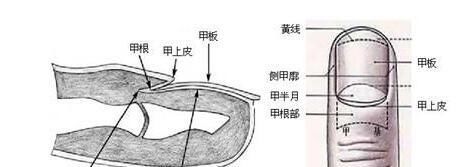 指甲没有月牙，身体就不健康了？大部分人都不知道看这里才有用