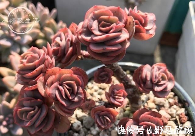 板结|多肉植物遇到这8种情况，需要翻盆换土，最后一种考验养功！