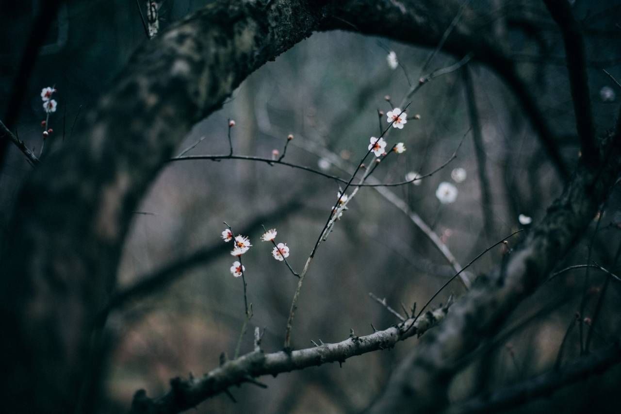 梅花|暗香扑鼻！北仑九峰山梅花悄悄开了