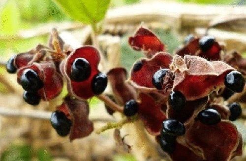 零食|女人来大姨妈,3样零食“敞开吃”,排出子宫毒素,卵巢也年轻了