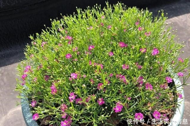 特欠剪的花,越剪越好看,花开不断!特欠剪的花,越剪越好看,花开不断!