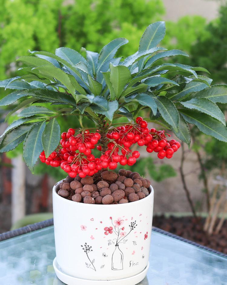 五种“旺宅花”，适合养客厅，一种比一种好养，一个比一个好看