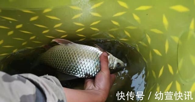 浅谈双钩的饵料搭配,科学搭配可提高钓鱼效率