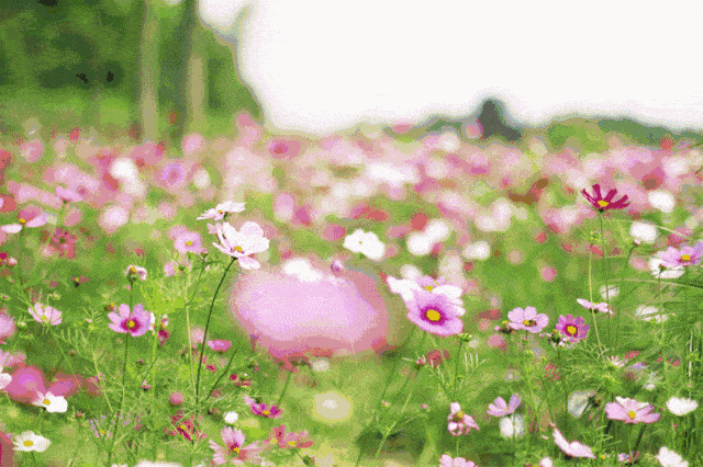 不用揉面也不用发酵！这饼外酥里软，吃到嘴里口齿留香~