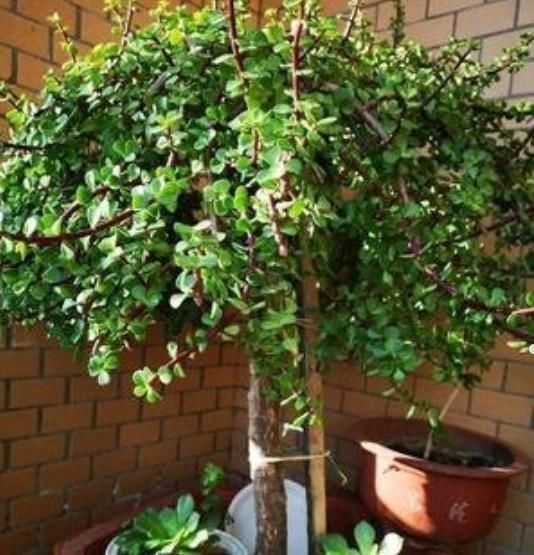 养不好马齿苋树,快用上“3种技巧”,越长越旺,不久成“盆景”