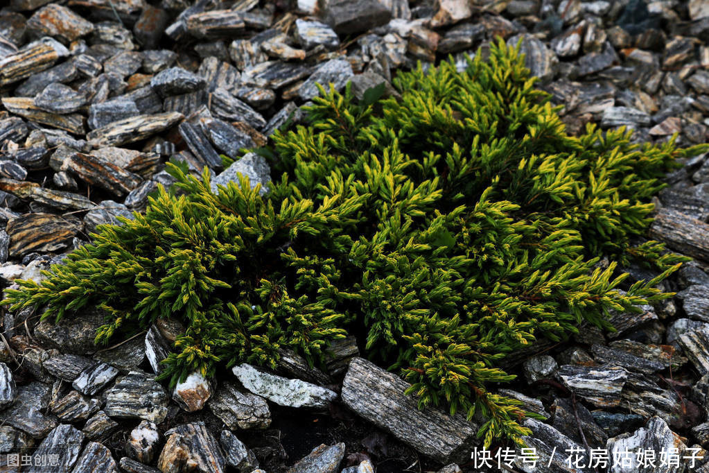 施肥|树木盆景是怎么矮化的?8个方法助你的盆景成为“活着的艺术”