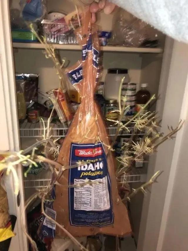 生物|土豆发芽有多恐怖!26张照片告诉你,它才是这个星球最神奇生物