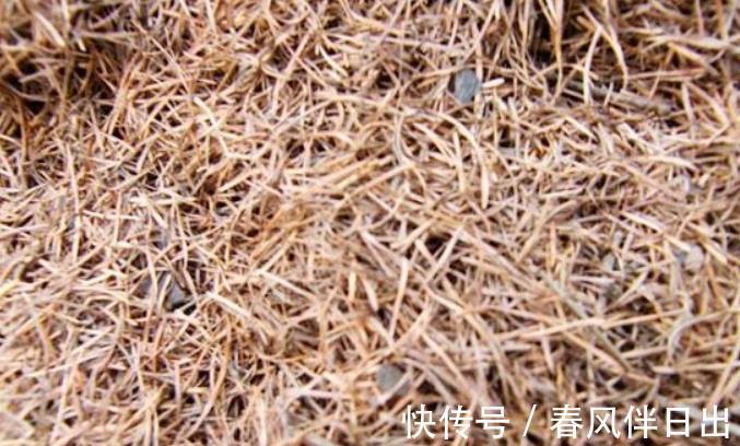 兰花|栽培兰花的松针土如何制作