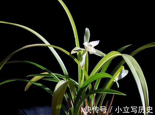 盘点香味最浓的3种兰花,哪一种兰花最香