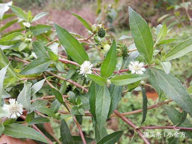 潮热|更年期第一方，潮热、盗汗、头晕、耳鸣、腰痛，2味药完美解决！