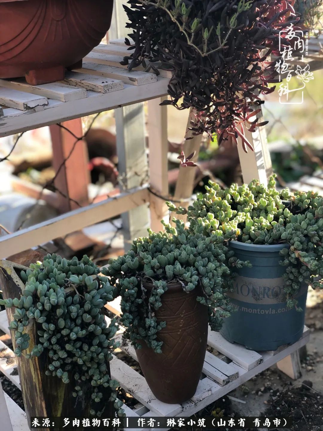 多肉|有史以来最厉害的一场寒潮，治好了我养多肉这些年的“坏毛病”