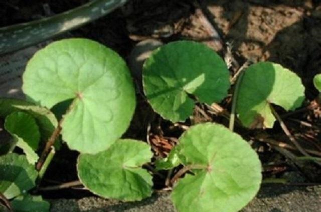 药草|乡下此药草，人称“解毒王”，可惜农民不识当它是野草，错过1宝