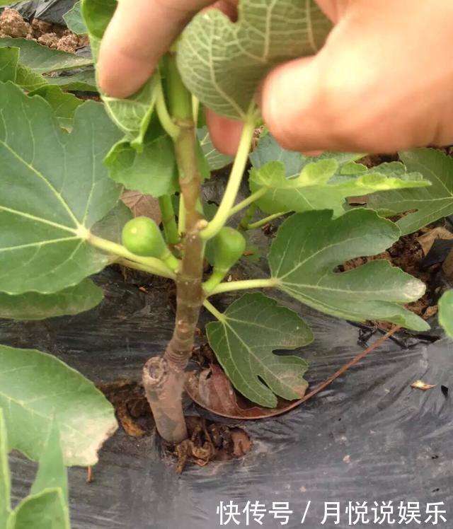 板结|阳台盆栽无花果,一个4字“小诀窍”,果子挂满枝,又甜又大又多