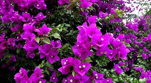 扦插三角梅，两种辨别生根“方法”，盲目移栽，只会“前功尽弃”