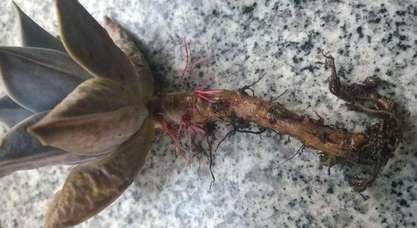 夏季养殖多肉，难逃黑腐化水按照4步换成水培，轻松解决