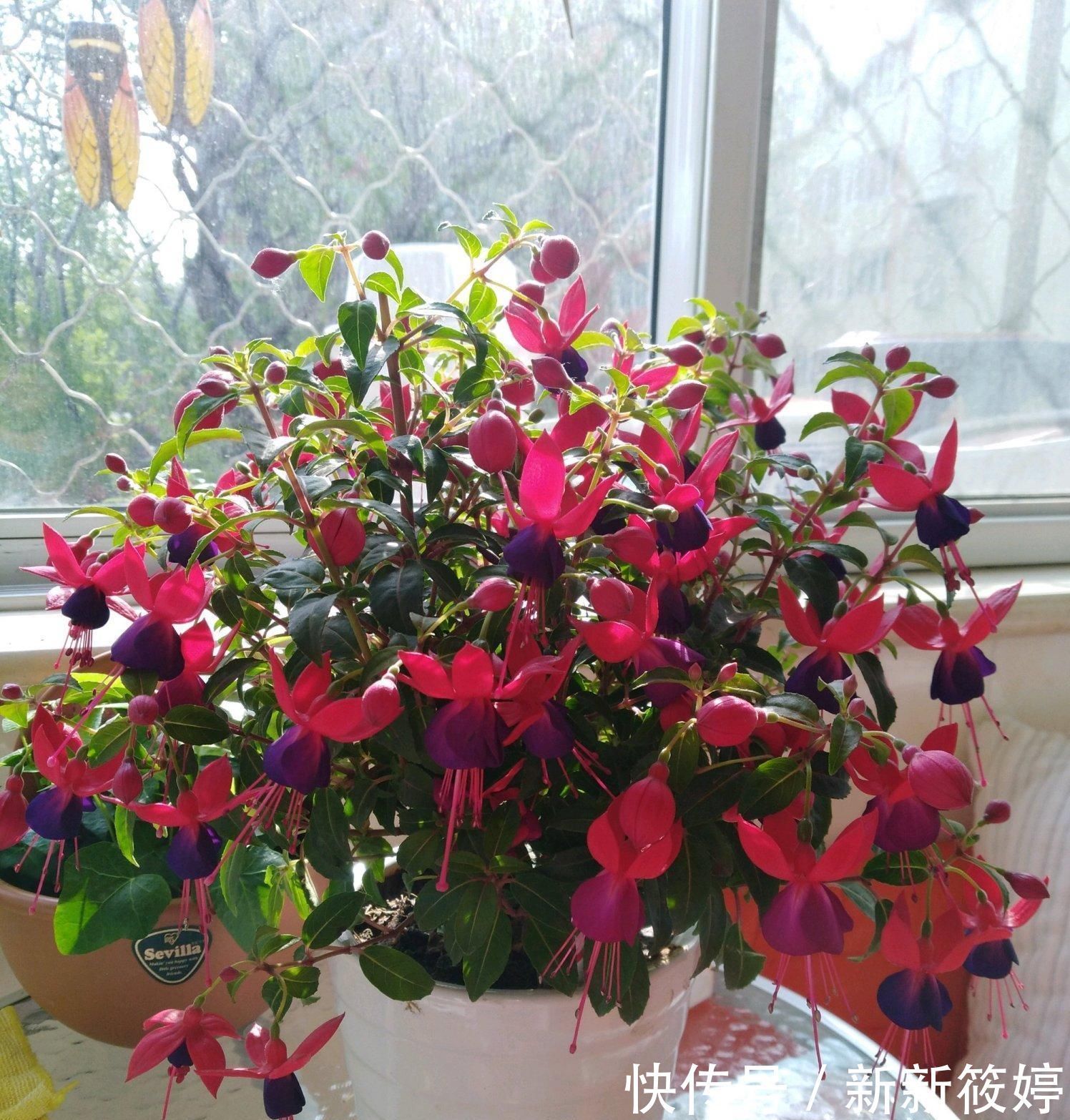 2020年超流行的盆栽花，好看又好养，花期长，人见人爱，值得拥有