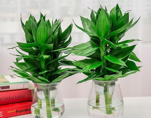 鸿运当头|建议养花人:4种花,别看不上,养护容易寓意好