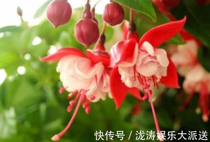 4种花“超漂亮”,个个美的出奇,花量大花期长,给点水就疯长!