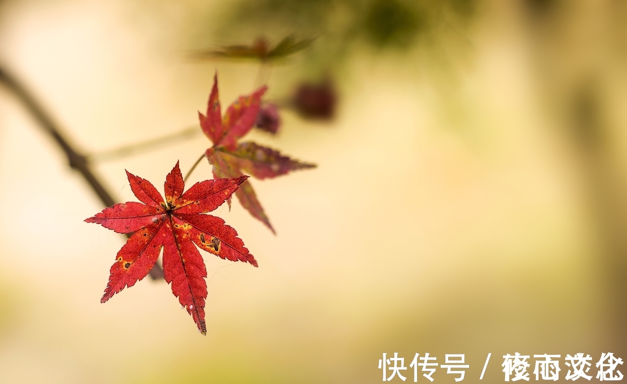 相思@一叶知秋,一念情深,谁是你眼底的惆怅,谁又是你纸上的相思