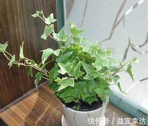 卫生间有异味,就养3种花,吸潮、祛味,还美观